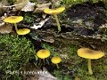 Pluteus chrysophaeus-amf1497-1